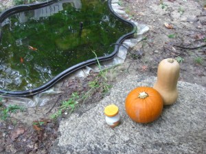 fishclose Squash and Pumpkin feed the fish.