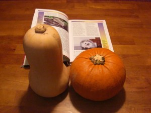 hedgie (5) rage at the laws prohibiting pet hedgehogs in Georgia