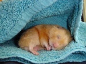 cute-animal-sleeping-in-towel